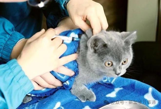 7月起新加坡这22件大事要关注：事关PR、留学陪读、薪资花红…(图5)